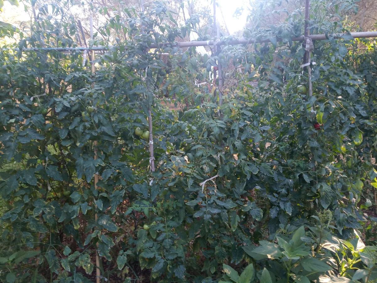 To Agridi Διαμέρισμα Τσουκαλάδες Εξωτερικό φωτογραφία